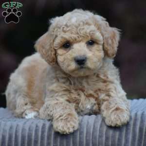 Larry, Bich-Poo Puppy